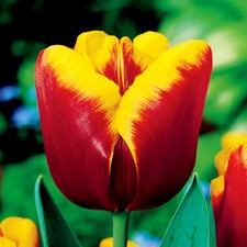 Tulipani bulbi di fiori cipolle bulbi Tulipa rosso scuro-gialla 5 pz.