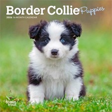 Border Collie Cuccioli | 2026