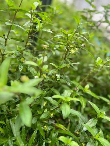 Eclipta prostrata biologica - prostrata,