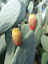 FICO D'INDIA -vaso 14cm- FICHI