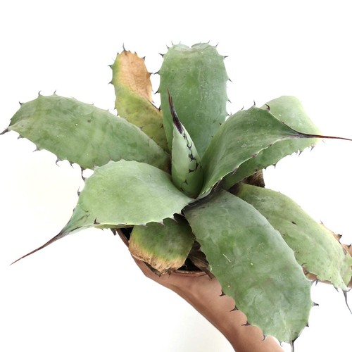 Agave ovatifolia hybrid long - agave,