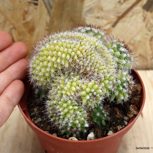 Mammillaria crestata vaso - mammillaria,
