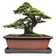 MUZHI 8.5" Unglazed Ceramic