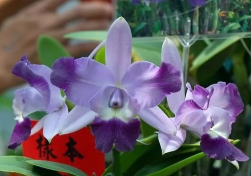 Mini orchidea cattleya - orchidea, lc