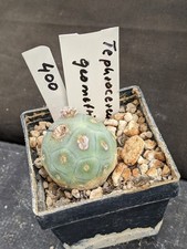 Tephrocactus geometricus, vaso
