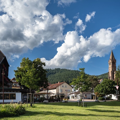 Offerta breve viaggio foresta - offerta,