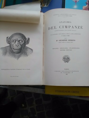 Anatomia del scimpanze utet - anatomia,
