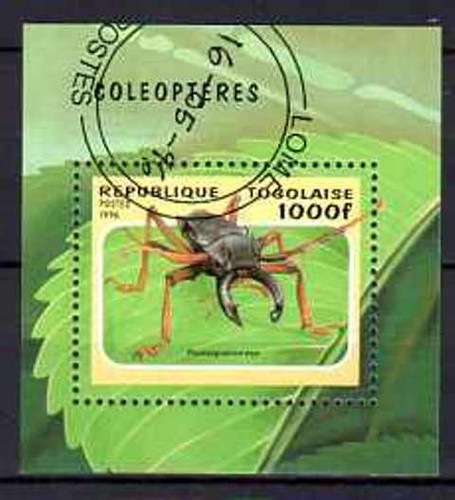 Animali insetti coleotteri - insetti,