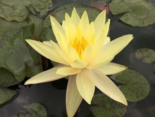 Semi nymphaea cream - semi, di