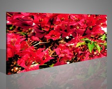 Quadri Moderni con Petali