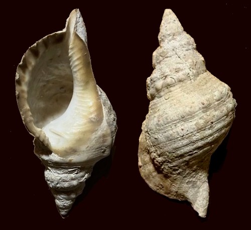 Grande conchiglia charonia - conchiglia,