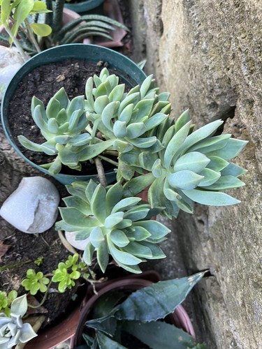 Piante