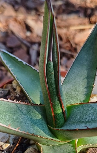 Agave nigra - agave,