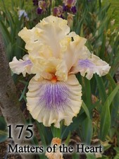 1 Rizoma Iris Germanica