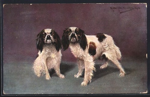 Cartolina artista müller - m.,