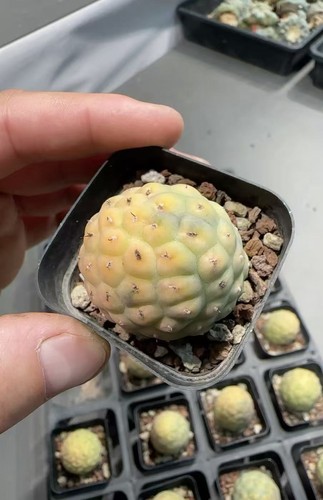 1pz tephrocactus geometricus - 1pz,