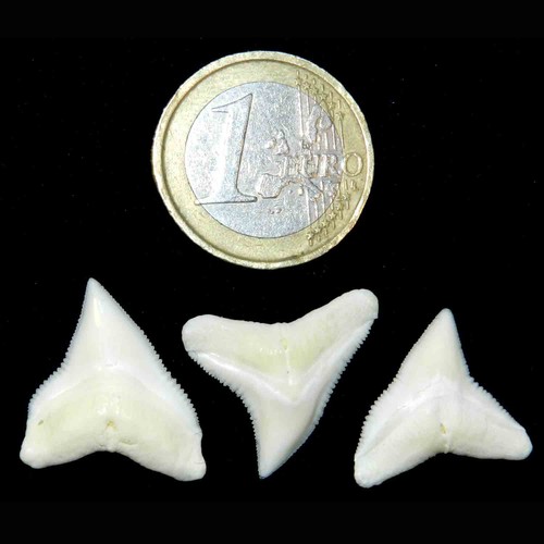 Lotto denti squalo - 3, pezzi