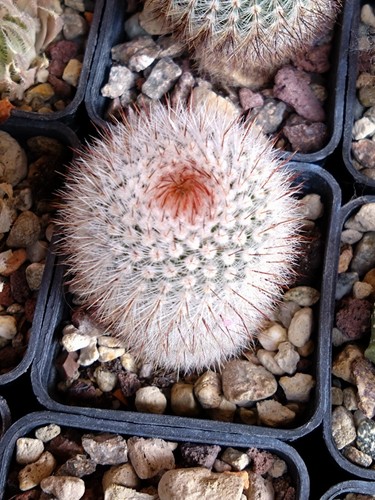 Notocactus scopa