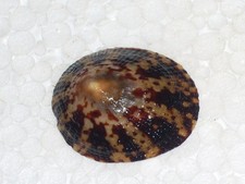 Cellana testudinaria dwarf - cellana,
