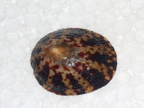 Cellana testudinaria dwarf - cellana,