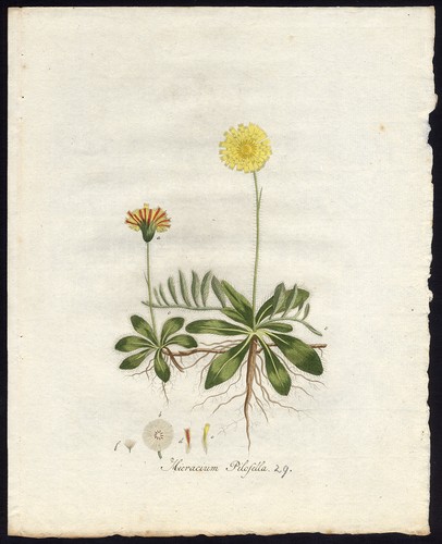 Stampa antica orecchio - stampa, di
