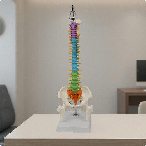Modello anatomico della - modello,