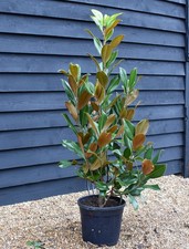 Magnolia grandiflora pianta