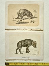 Illustrazione Animale Iena