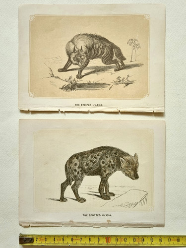 Illustrazione animale iena - animale,