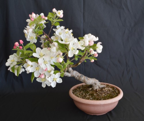 Bonsai melo shohin malus - bonsai,