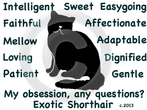 Gatto esotico pelo corto la - esotico,