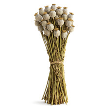 Capsule Papavero Essiccate