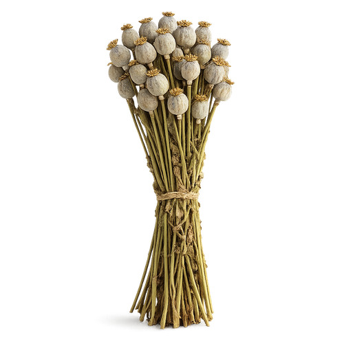 Capsule papavero essiccate - capsule,