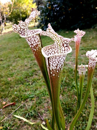 Sarracenia leucophylla - sarracenia,