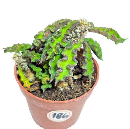 Euphorbia deckaryi ø5 - euphorbia, Ø5.5