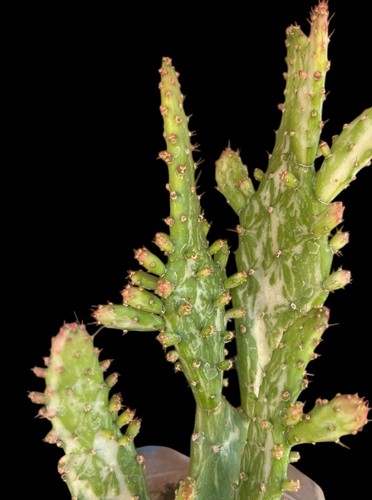 Opuntia monacantha mostruosa - monacantha, 'mostruosa