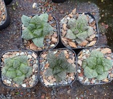 5pcs Rare Cacti Ariocarpus Fis