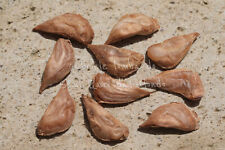 CEDRO DEL LIBANO - CEDRUS LIBANI, 10 SEMI SELEZIONATI