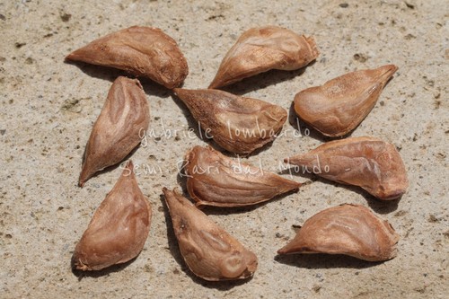 Cedro del libano - libano,