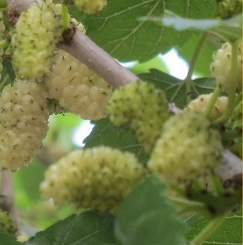 Albero gelso bianco - albero,