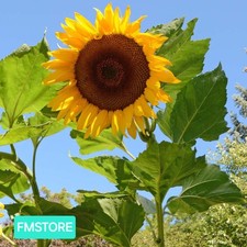 GIRASOLE GIGANTE - SUNFLOWER -