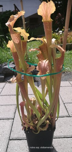 Sarracenia rubra ssp