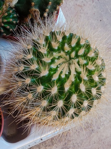 Cactus parodia penicillata - cactus,