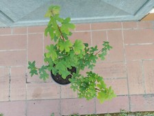 Pianta acero campestre in vaso