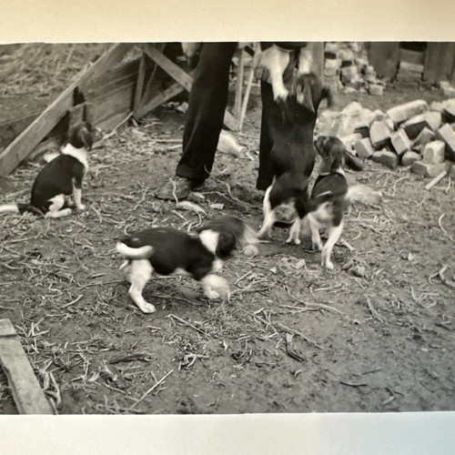 1940s litter puppies - 1940s,