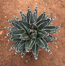 AGAVE VICTORIAE REGINAE -