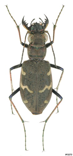 Coleotteri cicindelidae - coleotteri,