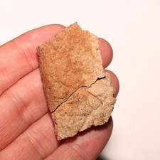 Ankylosaurus Scute Fossile di