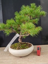 Bonsai pino pentaphilla - bonsai,