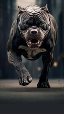 Cane Corso Dogo Canario Molosso American Pitbull Poster Locandina 30x18 Cm 